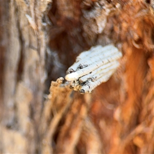 Clania (genus) at Carwoola, NSW - 12 Oct 2024 01:18 PM