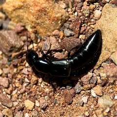 Staphylinidae (family) (Rove beetle) at Carwoola, NSW - 12 Oct 2024 by Hejor1