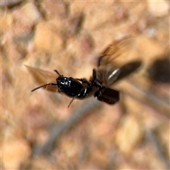 Staphylinidae (family) at Carwoola, NSW - 12 Oct 2024 01:11 PM