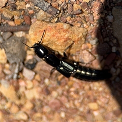 Staphylinidae (family) at Carwoola, NSW - 12 Oct 2024 01:11 PM