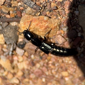 Staphylinidae (family) at Carwoola, NSW - 12 Oct 2024 01:11 PM