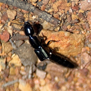 Staphylinidae (family) at Carwoola, NSW - 12 Oct 2024 01:11 PM