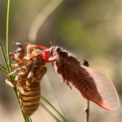 Cicadettini sp. (tribe) (Cicada) at Carwoola, NSW - 12 Oct 2024 by Hejor1