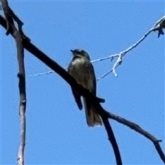 Rhipidura albiscapa (Grey Fantail) at Carwoola, NSW - 12 Oct 2024 by Hejor1