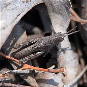 Cirphula pyrrhocnemis at Carwoola, NSW - 12 Oct 2024 12:49 PM