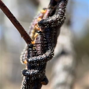 Perginae sp. (subfamily) at Carwoola, NSW - 12 Oct 2024