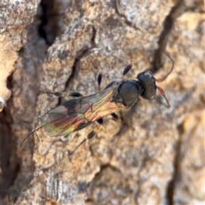 Ichneumonoidea (Superfamily) at Carwoola, NSW - 12 Oct 2024 12:44 PM