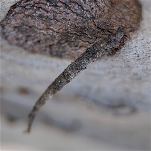 Psychidae (family) IMMATURE at Carwoola, NSW - 12 Oct 2024