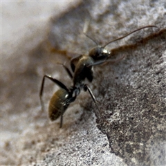 Camponotus aeneopilosus at Carwoola, NSW - 12 Oct 2024 12:42 PM