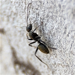 Camponotus aeneopilosus at Carwoola, NSW - 12 Oct 2024