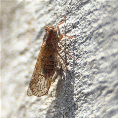 Psyllidae sp. (family) (Unidentified psyllid or lerp insect) at Carwoola, NSW - 12 Oct 2024 by Hejor1