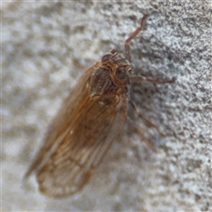 Psyllidae sp. (family) at Carwoola, NSW - 12 Oct 2024