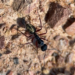 Camponotus suffusus (Golden-tailed sugar ant) at Carwoola, NSW - 12 Oct 2024 by Hejor1