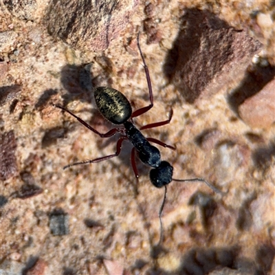 Camponotus suffusus (Golden-tailed sugar ant) at Carwoola, NSW - 12 Oct 2024 by Hejor1