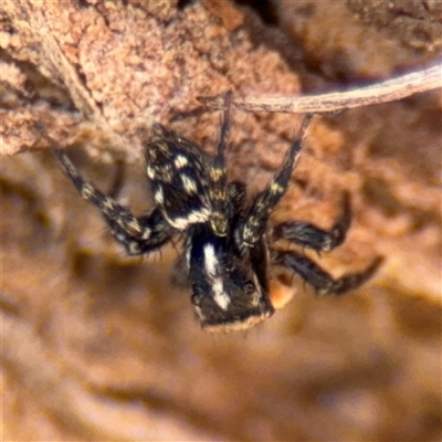 Saitis sp. (genus) at Carwoola, NSW - 12 Oct 2024 by Hejor1