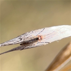 Chironomidae (family) (Non-biting Midge) at Carwoola, NSW - 12 Oct 2024 by Hejor1