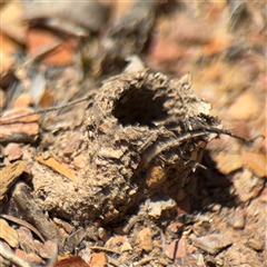 Eumeninae (subfamily) at Carwoola, NSW - 12 Oct 2024 by Hejor1