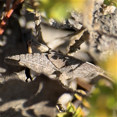 Goniaea sp. (genus) at Carwoola, NSW - 12 Oct 2024 by Hejor1