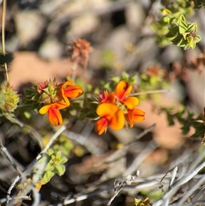 Pultenaea procumbens at Carwoola, NSW - 12 Oct 2024 12:13 PM