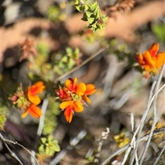 Pultenaea procumbens at Carwoola, NSW - 12 Oct 2024 12:13 PM