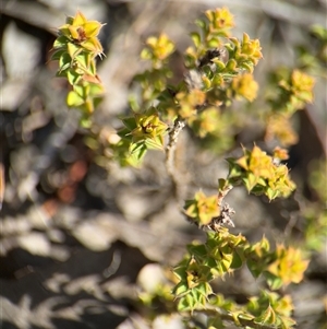 Pultenaea procumbens at Carwoola, NSW - 12 Oct 2024 12:13 PM