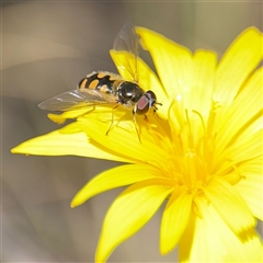 Simosyrphus grandicornis (Common hover fly) at Carwoola, NSW - 12 Oct 2024 by Hejor1