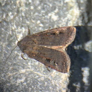 Agrotis infusa at Carwoola, NSW - 12 Oct 2024 11:59 AM