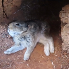 Oryctolagus cuniculus (European Rabbit) at Symonston, ACT - 11 Oct 2024 by RobParnell