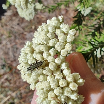 Eleale aspera (Clerid beetle) at Malua Bay, NSW - 12 Oct 2024 by LyndalT