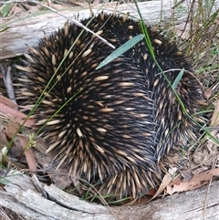 Tachyglossus aculeatus (Short-beaked Echidna) at Penrose, NSW - 11 Oct 2024 by Aussiegall