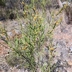 Daviesia leptophylla at Hackett, ACT - 12 Oct 2024 03:44 PM