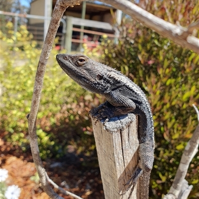 Amphibolurus muricatus by Aussiegall