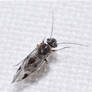 Psocodea 'Psocoptera' sp. (order) at Jerrabomberra, NSW - suppressed