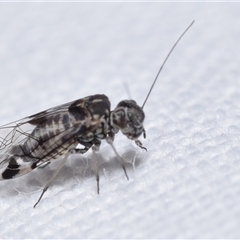 Psocodea 'Psocoptera' sp. (order) at Jerrabomberra, NSW - suppressed