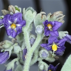 Solanum mauritianum (Wild Tobacco Tree) at Woonona, NSW - 7 Oct 2024 by jb2602