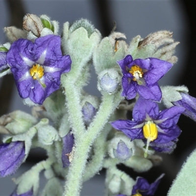 Solanum mauritianum (Wild Tobacco Tree) at Woonona, NSW - 7 Oct 2024 by jb2602