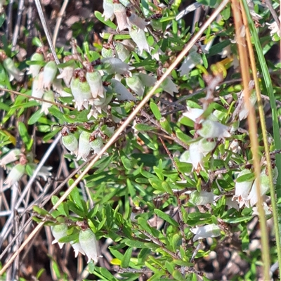 Cryptandra amara (Bitter Cryptandra) at Watson, ACT - 12 Oct 2024 by abread111