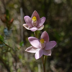 Thelymitra carnea (Tiny Sun Orchid) at Bumbaldry, NSW - 3 Oct 2024 by RobG1