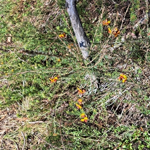 Dillwynia sericea at Watson, ACT - 12 Oct 2024 03:52 PM