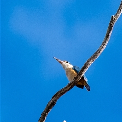 Todiramphus sanctus (Sacred Kingfisher) at Penrose, NSW - 11 Oct 2024 by Aussiegall