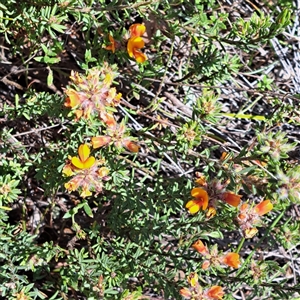 Pultenaea subspicata at Watson, ACT - 12 Oct 2024 03:53 PM