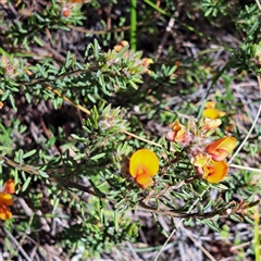 Pultenaea subspicata at Watson, ACT - 12 Oct 2024 03:53 PM