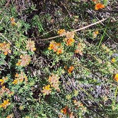 Pultenaea subspicata at Watson, ACT - 12 Oct 2024 03:53 PM