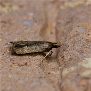 Scythrididae (family) at Harrison, ACT - suppressed