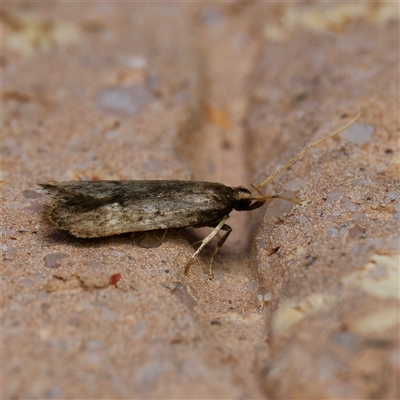 Scythrididae (family) (Tropical Longhorned Moth) at Harrison, ACT - 11 Oct 2024 by DPRees125