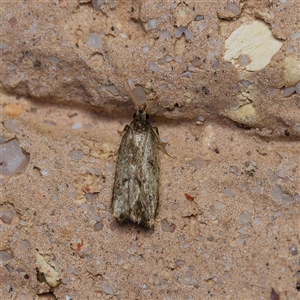 Scythrididae (family) at Harrison, ACT - suppressed