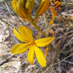 Bulbine bulbosa at Watson, ACT - 12 Oct 2024 03:57 PM