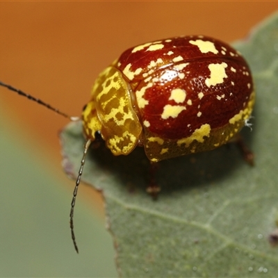 Paropsis maculata (Spotted leaf beetle) at Bungonia, NSW - 10 Oct 2024 by martinl