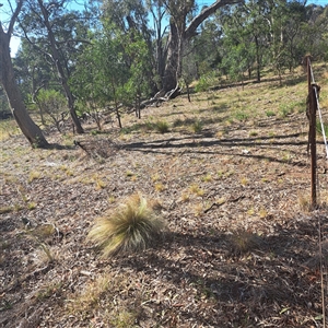 Nassella trichotoma at Watson, ACT - 12 Oct 2024