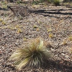 Nassella trichotoma at Watson, ACT - 12 Oct 2024